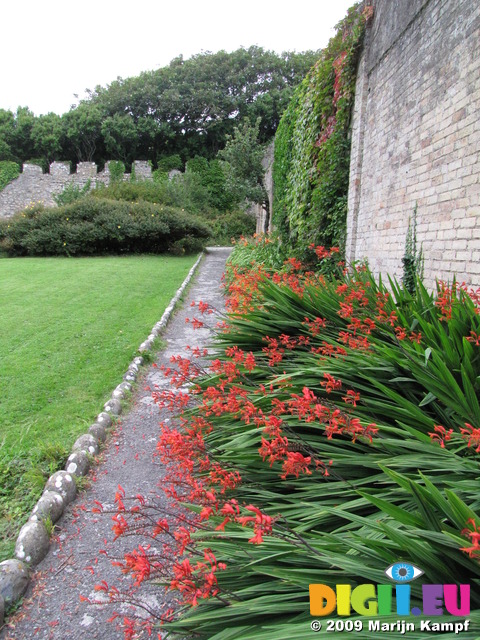 SX08058 Red flowers in border by stone wall